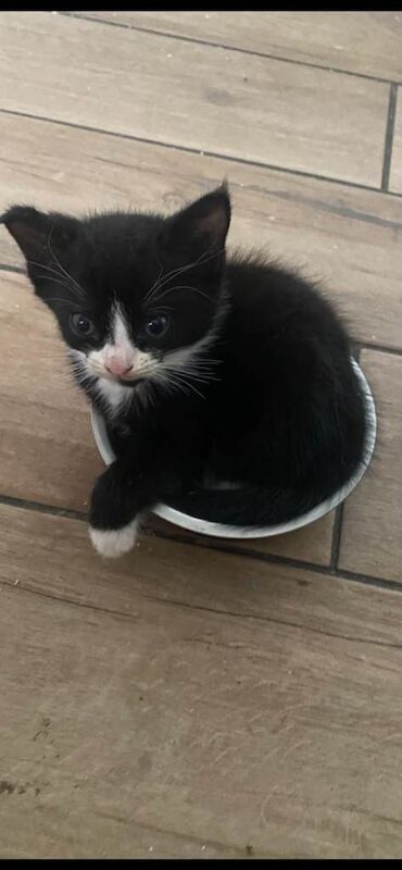 Maine Coon Kittens For Sale Under £300