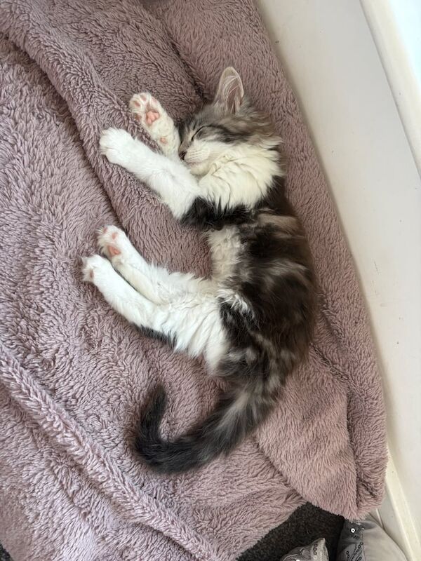 Maine Coon kittens for sale in Carlisle, Cumbria – 10 weeks old