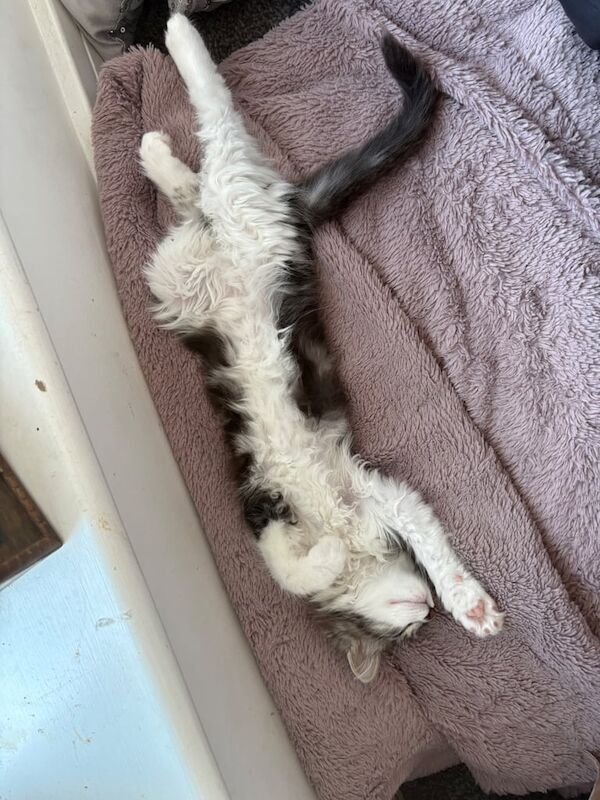 Maine Coon kittens for sale in Carlisle, Cumbria – 10 weeks old - Image 2 of 3