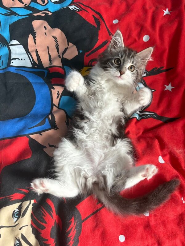 Maine Coon kittens for sale in Carlisle, Cumbria – 10 weeks old - Image 3 of 3