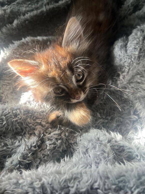 Maine Coon Kittens For Sale