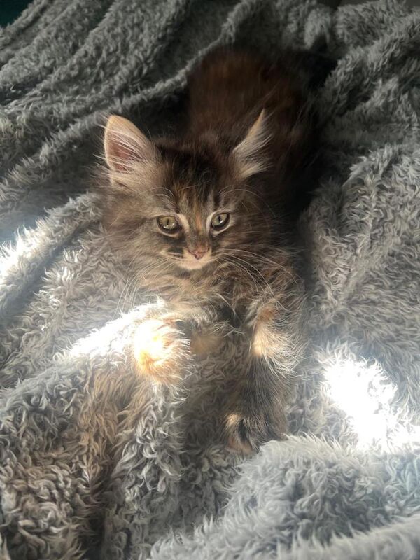 9 week old Maine coon kittens - Image 2 of 4