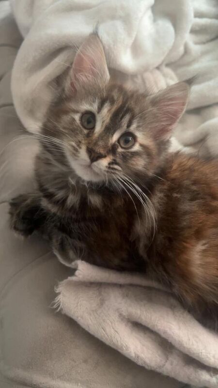 9 week old Maine coon kittens - Image 3 of 4