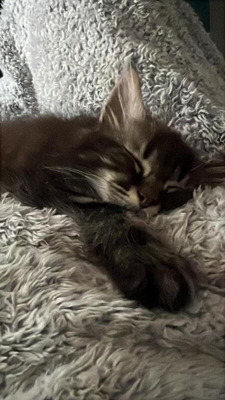 9 week old Maine coon kittens - Image 4 of 4