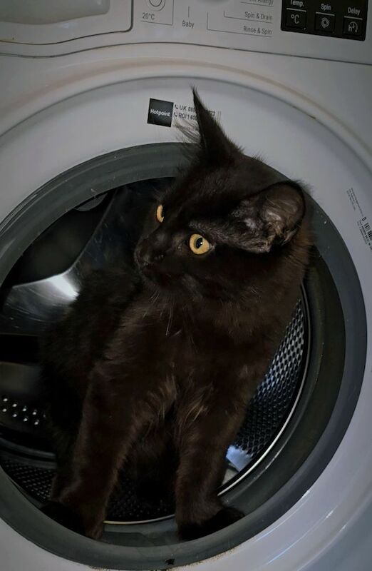 Absolutely beautiful black solid and black smoke 6666 polydactyl maine coon boys for sale in Bangor, County Down