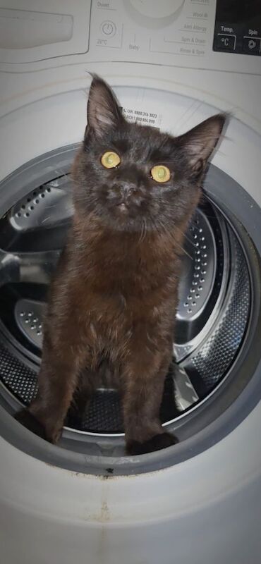 Absolutely beautiful black solid and black smoke 6666 polydactyl maine coon boys for sale in Bangor, County Down | Image 2