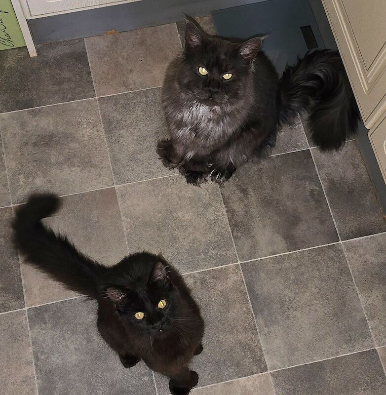 Absolutely beautiful black solid and black smoke 6666 polydactyl maine coon boys for sale in Bangor, County Down | Image 3