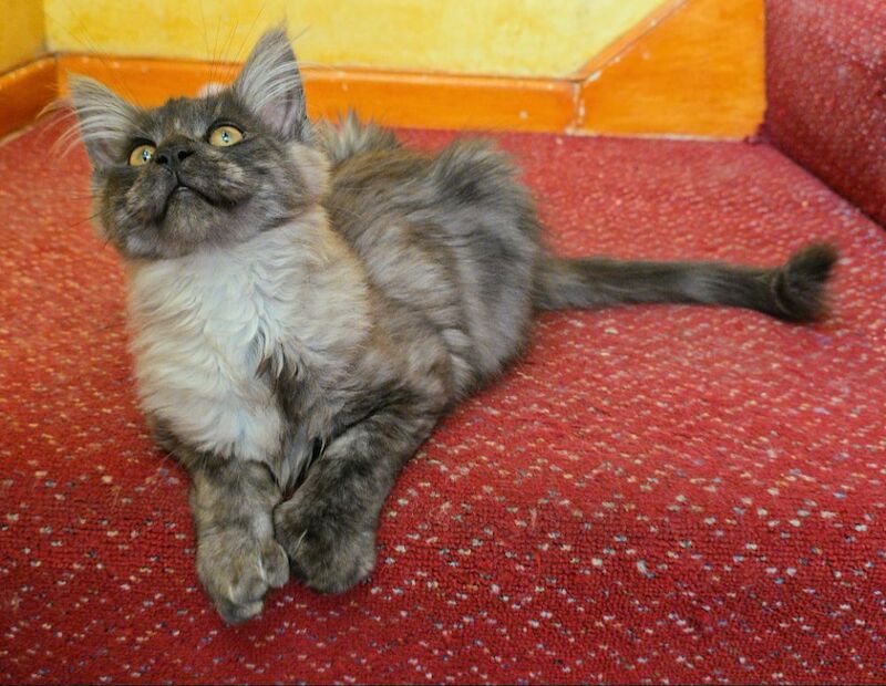 Absolutely beautiful black solid and black smoke 6666 polydactyl maine coon boys for sale in Bangor, County Down | Image 4