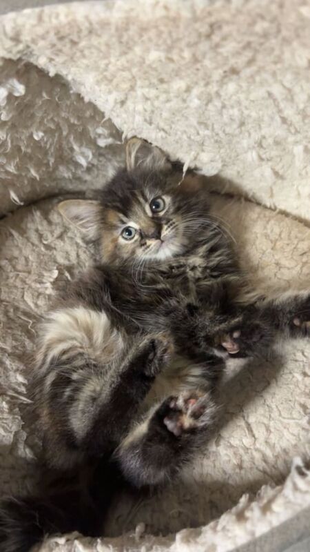 Maine Coon kittens for sale in Dagenham, Greater London – 9 weeks old