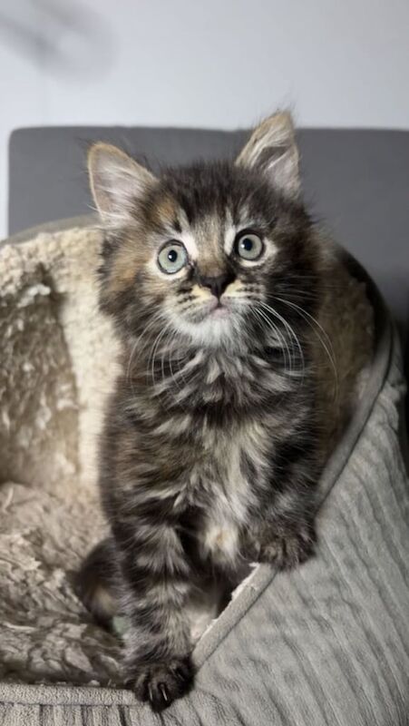 Maine Coon kittens for sale in Dagenham, Greater London – 10 weeks old - Image 2 of 3