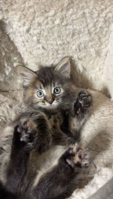 Maine Coon kittens for sale in Dagenham, Greater London – 10 weeks old - Image 3 of 3