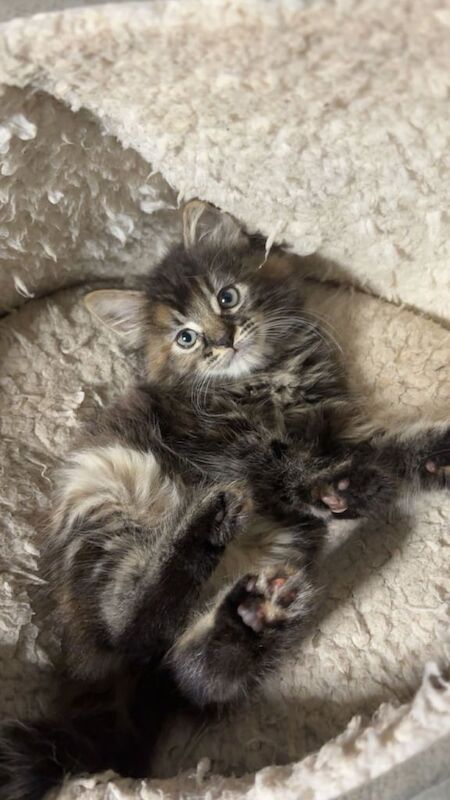 Maine Coon kittens for sale in Dagenham, Greater London – 8 weeks old