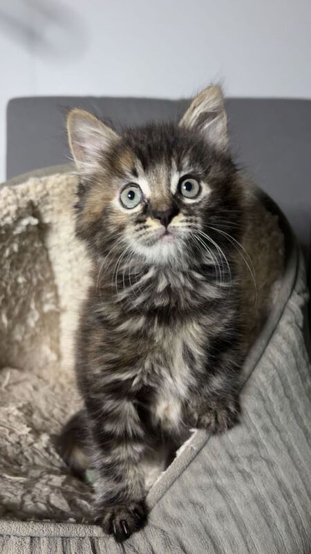 Maine Coon kittens for sale in Dagenham, Greater London – 9 weeks old - Image 2 of 4