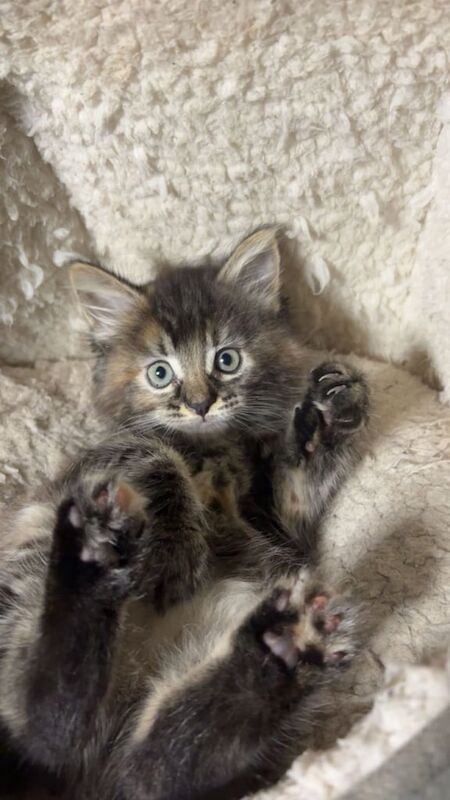 Maine Coon kittens for sale in Dagenham, Greater London – 9 weeks old - Image 3 of 4