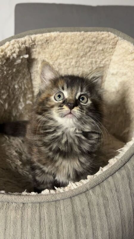 Maine Coon kittens for sale in Dagenham, Greater London – 9 weeks old - Image 4 of 4
