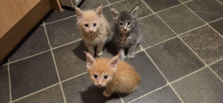 Adorable Fluffy Kittens Looking for Forever Homes