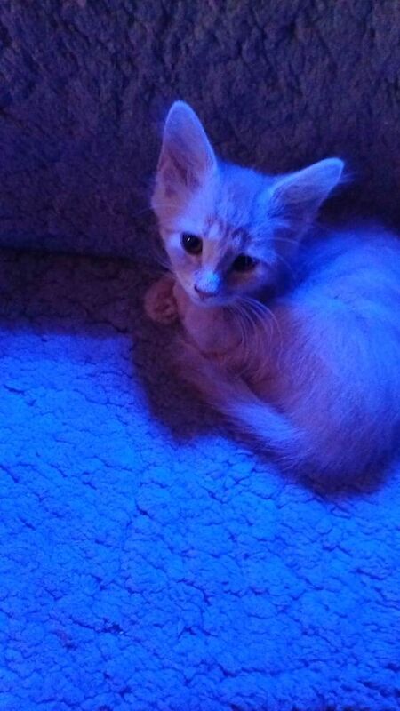 Adorable Ginger Kitten Looking for a Loving Home - Image 3 of 5