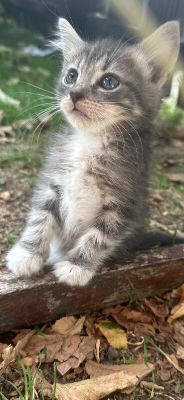 Adorable Kittens Looking for Forever Homes