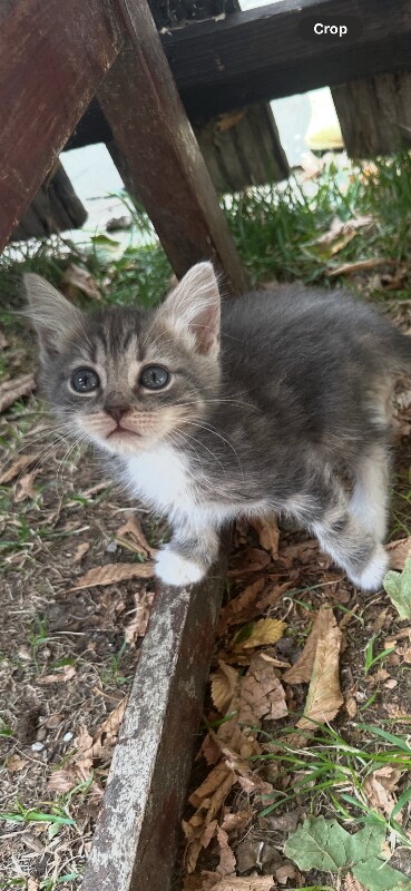 Adorable Kittens Looking for Forever Homes - Image 2 of 5