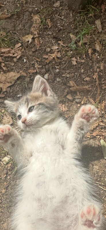 Adorable Kittens Looking for Forever Homes - Image 3 of 5