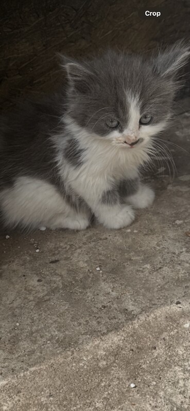 Adorable Kittens Looking for Forever Homes - Image 4 of 5