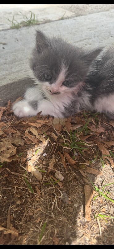 Adorable Kittens Looking for Forever Homes - Image 5 of 5