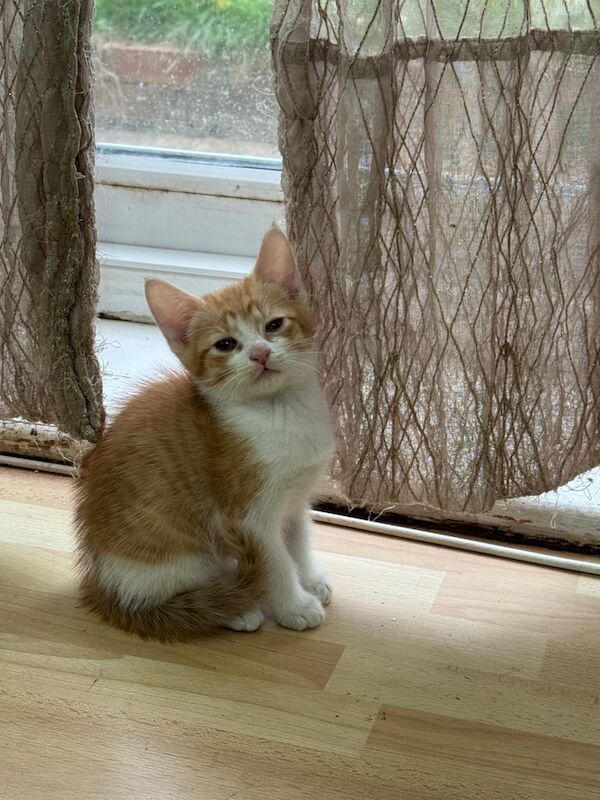 Maine Coon kittens for sale in Slough, Berkshire – 10 weeks old - Image 2 of 5