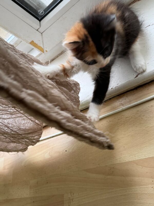 Maine Coon kittens for sale in Slough, Berkshire – 10 weeks old - Image 3 of 5