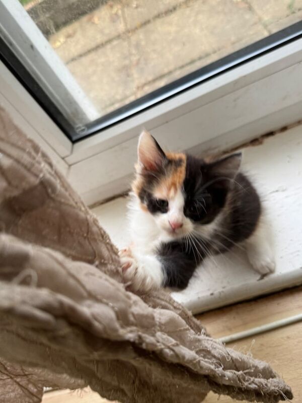 Maine Coon kittens for sale in Slough, Berkshire – 10 weeks old - Image 4 of 5