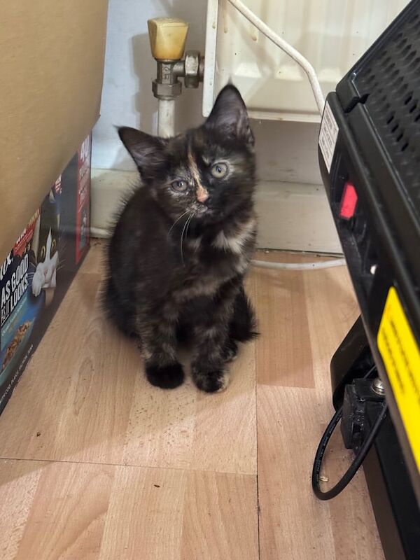 Maine Coon kittens for sale in Slough, Berkshire – 10 weeks old - Image 5 of 5