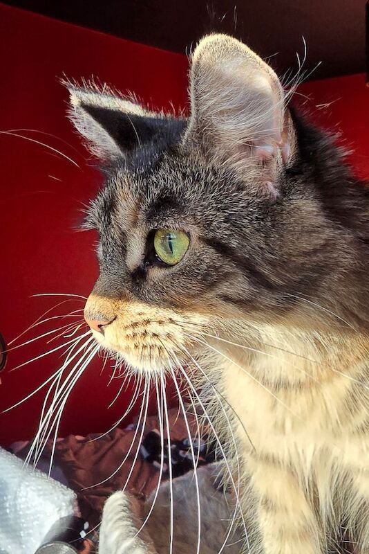 Adorable litter of 6666 polydactyl Maine coon kittens blue tabby and black smoke for sale in Bangor, North Down | Image 2
