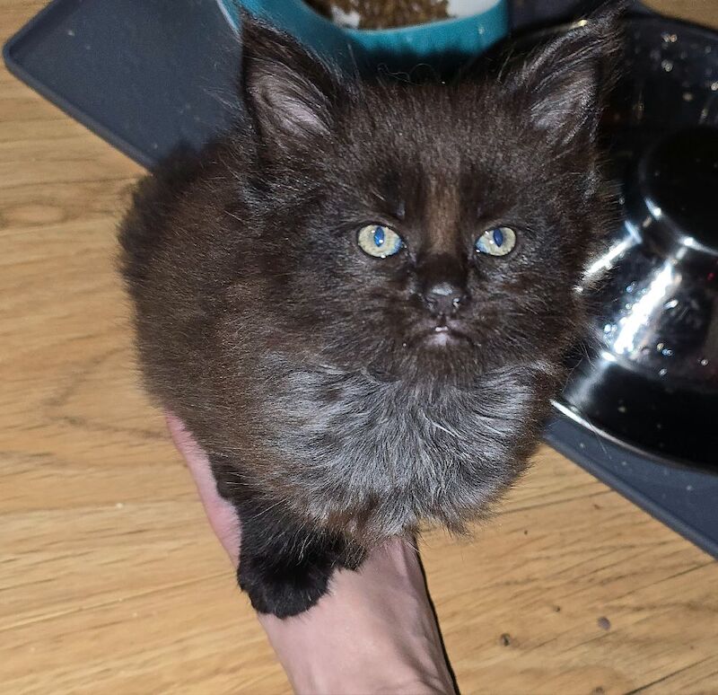 Adorable litter of 6666 polydactyl Maine coon kittens blue tabby and black smoke for sale in Bangor, North Down | Image 3