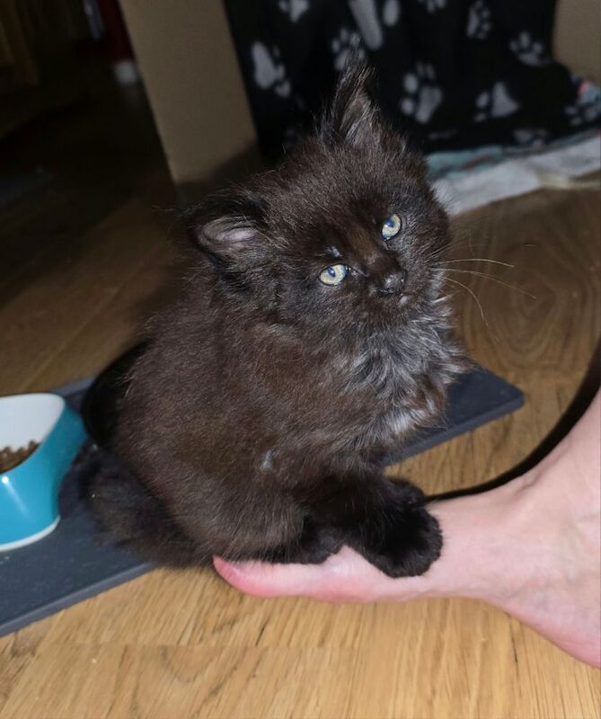Adorable litter of 6666 polydactyl Maine coon kittens blue tabby and black smoke for sale in Bangor, North Down | Image 4