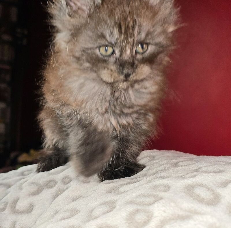 Maine Coon kittens for sale in Bangor, North Down – 8 months old - Image 5 of 15