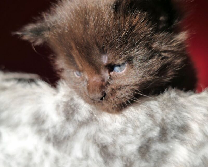Maine Coon kittens for sale in Bangor, North Down – 8 months old - Image 6 of 15