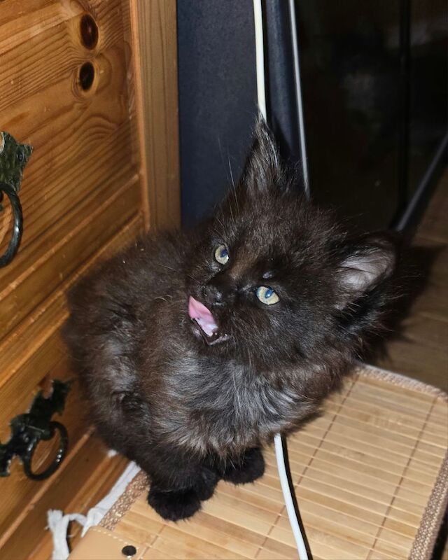 Maine Coon kittens for sale in Bangor, North Down – 8 months old - Image 7 of 15