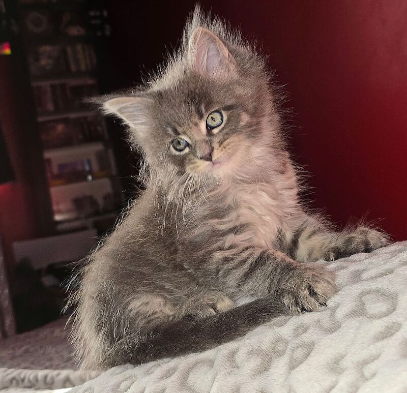 Maine Coon kittens for sale in Bangor, North Down – 8 months old - Image 8 of 15