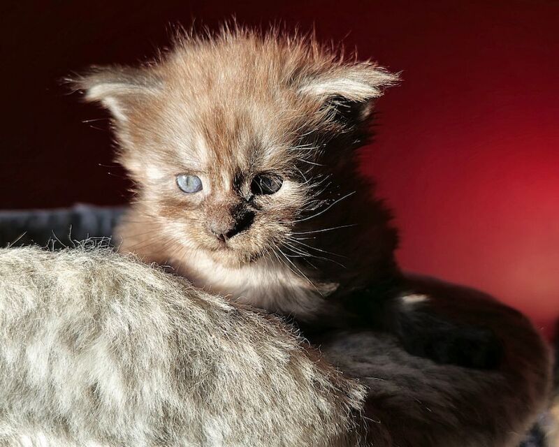 Maine Coon kittens for sale in Bangor, North Down – 8 months old - Image 9 of 15