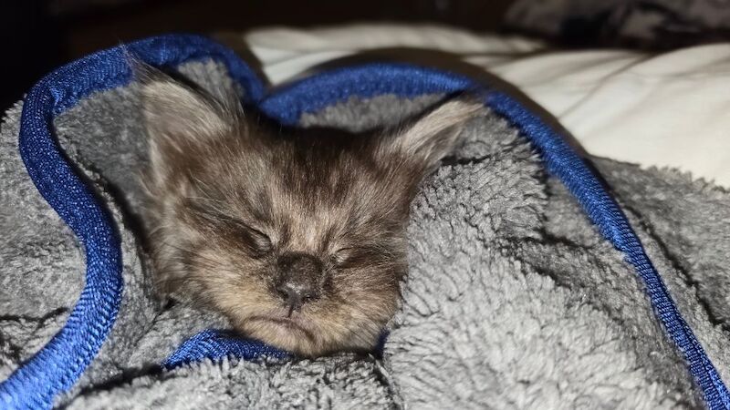 Maine Coon kittens for sale in Bangor, North Down – 8 months old - Image 10 of 15