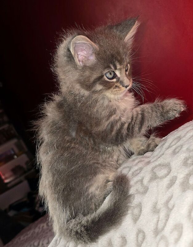 Maine Coon kittens for sale in Bangor, North Down – 8 months old - Image 11 of 15