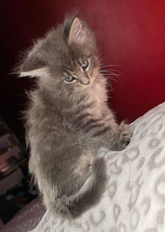 Maine Coon kittens for sale in Bangor, North Down – 8 months old - Image 12 of 15