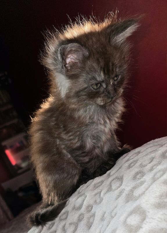 Maine Coon kittens for sale in Bangor, North Down – 8 months old - Image 13 of 15