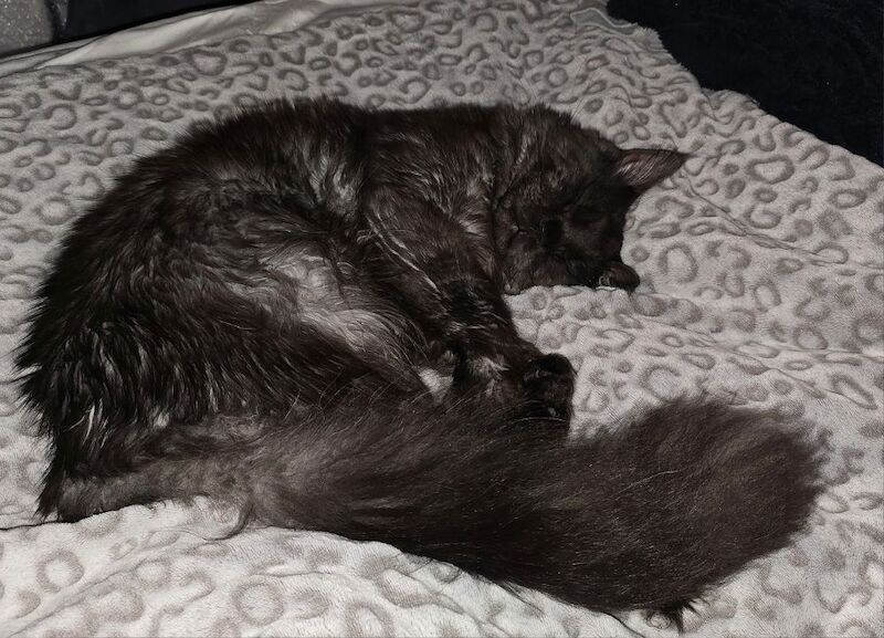 Maine Coon kittens for sale in Bangor, North Down – 8 months old - Image 14 of 15