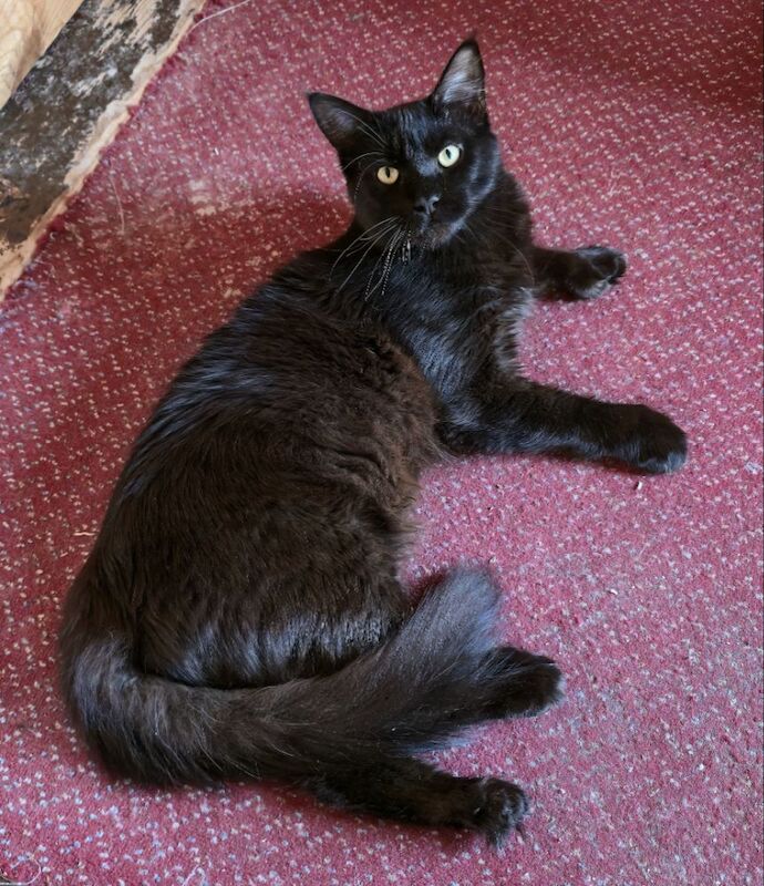 Maine Coon kittens for sale in Bangor, County Down – 11 months old