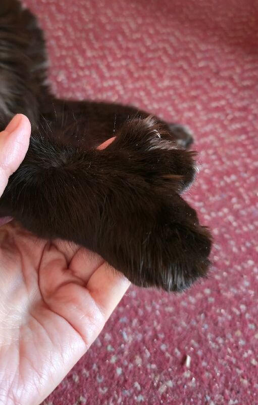 Maine Coon kittens for sale in Bangor, County Down – 11 months old - Image 2 of 3