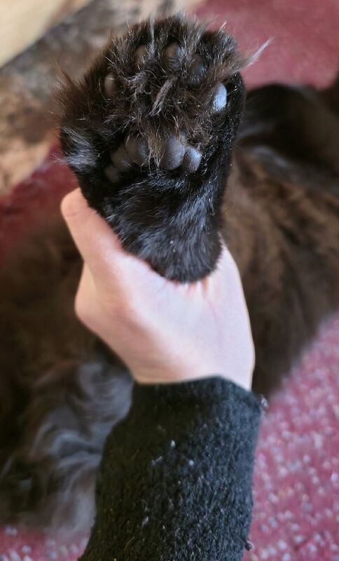 Maine Coon kittens for sale in Bangor, County Down – 11 months old - Image 3 of 3