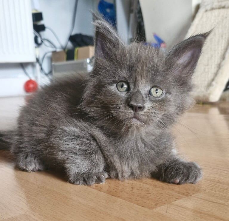 Maine Coon kittens for sale in Boston, Lincolnshire – 6 weeks old