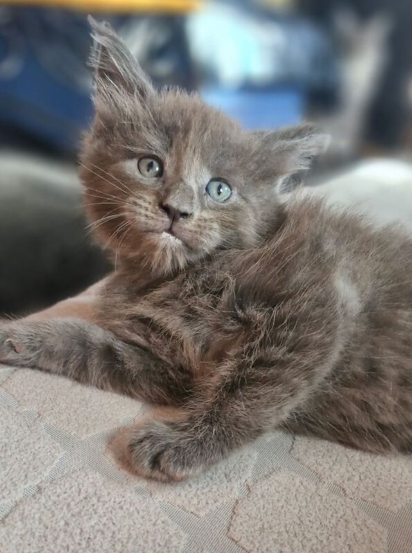 Maine Coon kittens for sale in Boston, Lincolnshire – 6 weeks old - Image 2 of 3