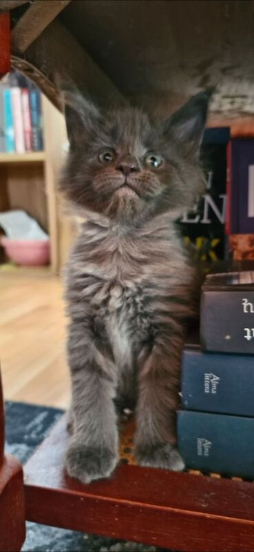 Maine Coon kittens for sale in Boston, Lincolnshire – 6 weeks old - Image 3 of 3
