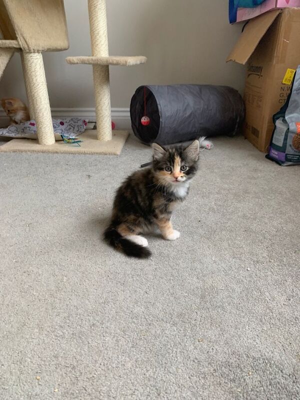 Adorable Maine Coon Cross Kittens Ready for New Homes